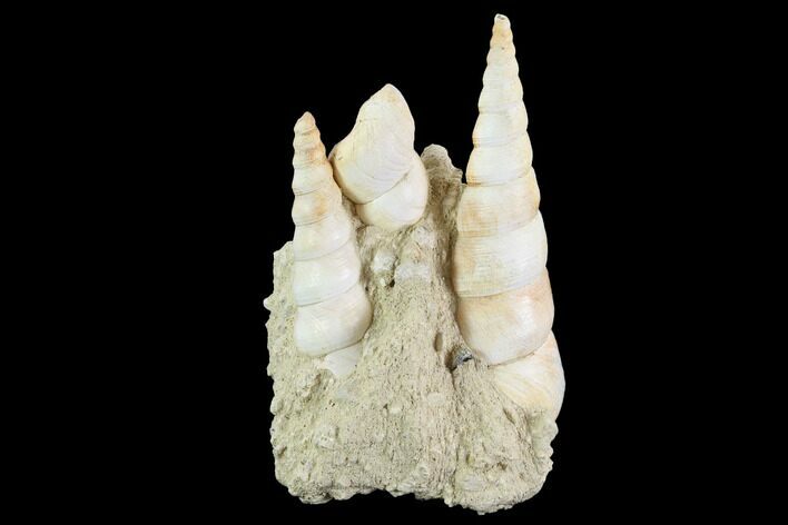 Fossil Gastropod (Haustator) Cluster - Damery, France #97780